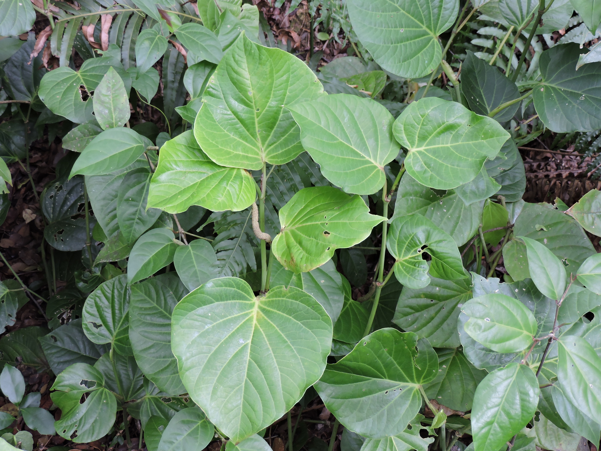 Piper Tool Piper solmsianum - Growing Guide & Care Tips | BioGardens.org