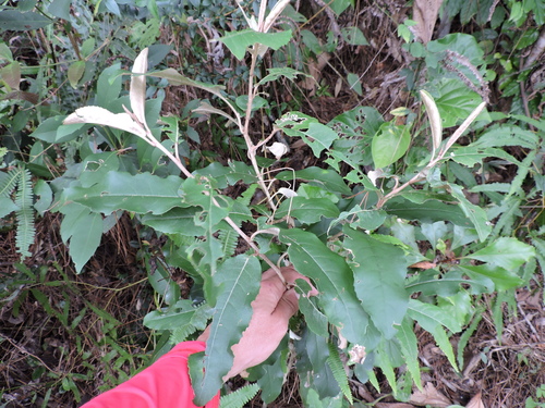 Brachylaena discolor