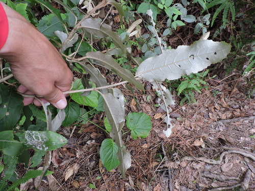 Brachylaena discolor