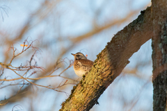 Turdus pilaris