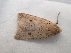 Agrochola blidaensis