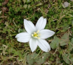 Ornithogalum