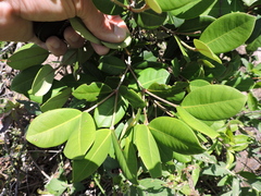 Calyptranthes rubella