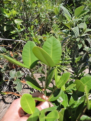 Calyptranthes rubella