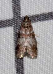 Sciota uvinella