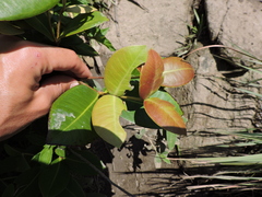 Calyptranthes rubella