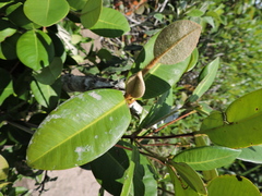 Calyptranthes rubella