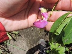 Canavalia bonariensis