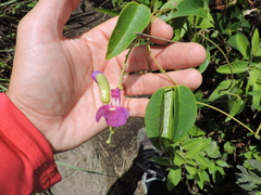 Canavalia bonariensis