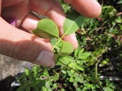 Canavalia bonariensis
