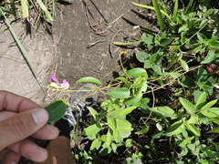 Canavalia bonariensis