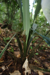 Spathanthus unilateralis