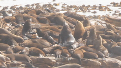 Arctocephalus pusillus pusillus