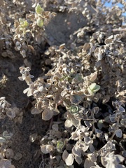 Atriplex leucophylla
