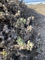 Atriplex leucophylla