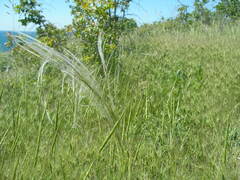 Stipa lessingiana