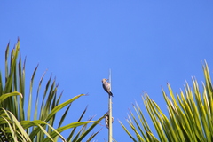 Melanerpes uropygialis