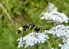 Tenthredo amoena