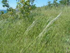 Stipa lessingiana