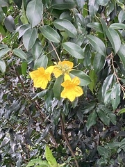 Allamanda cathartica