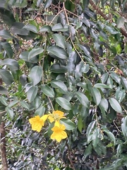 Allamanda cathartica