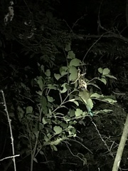 Eumomota superciliosa