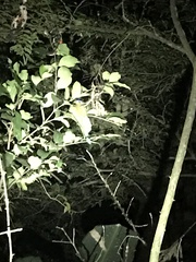 Eumomota superciliosa