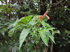 Justicia brasiliana