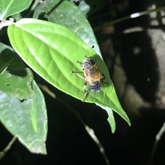 Palpada mexicana