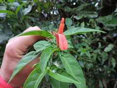 Justicia brasiliana