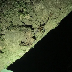 Acanthoctenus