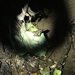 Lithobates warszewitschii