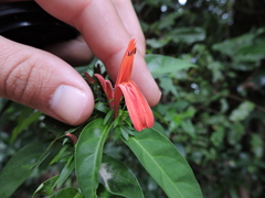 Justicia brasiliana