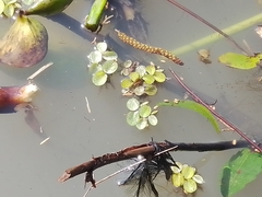 Salvinia minima