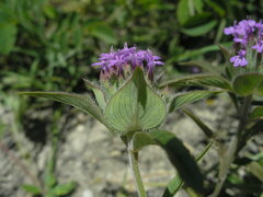 Ziziphora capitata