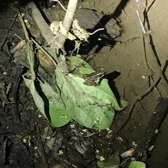 Lithobates warszewitschii