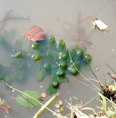 Ceratophyllum