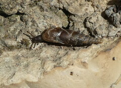 Charpentieria