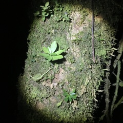 Peperomia tetraphylla