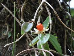 Codonanthe gracilis