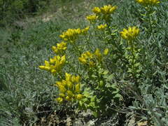 Haplophyllum thesioides