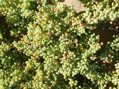 Tetraena fontanesii