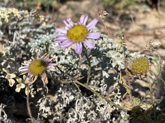 Erigeron blochmaniae