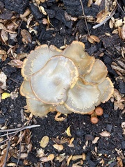 Omphalotus olivascens