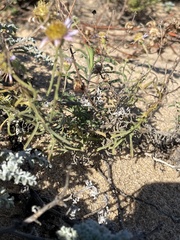 Erigeron blochmaniae
