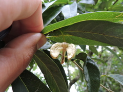 Annona maritima