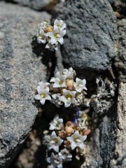 Nemacladus californicus