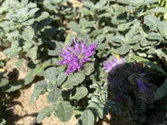 Monardella undulata