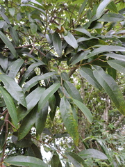 Annona maritima
