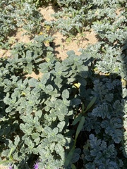 Monardella undulata